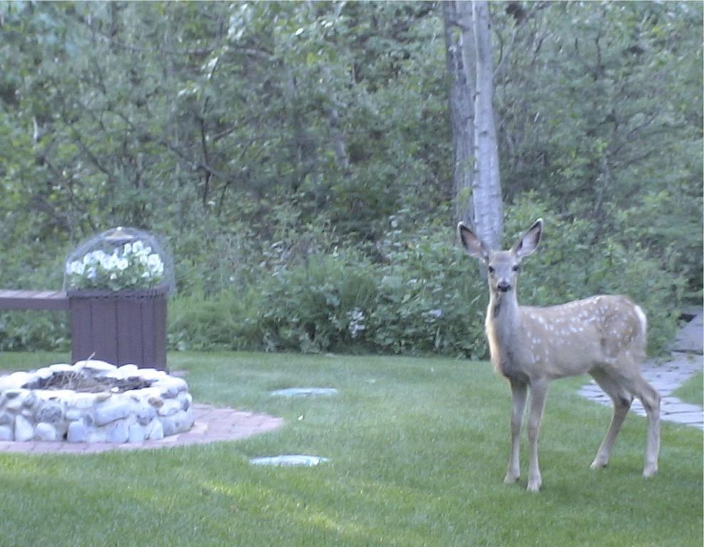 Redwood Meadows Bed And Breakfast Bragg Creek ภายนอก รูปภาพ