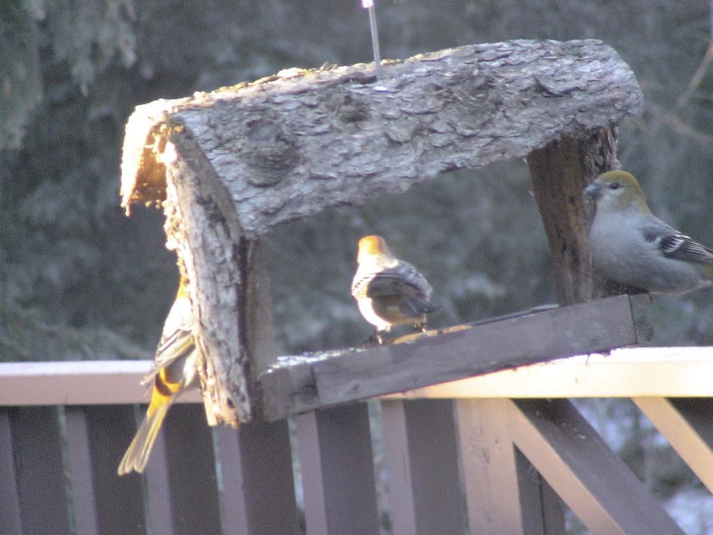 Redwood Meadows Bed And Breakfast Bragg Creek ภายนอก รูปภาพ