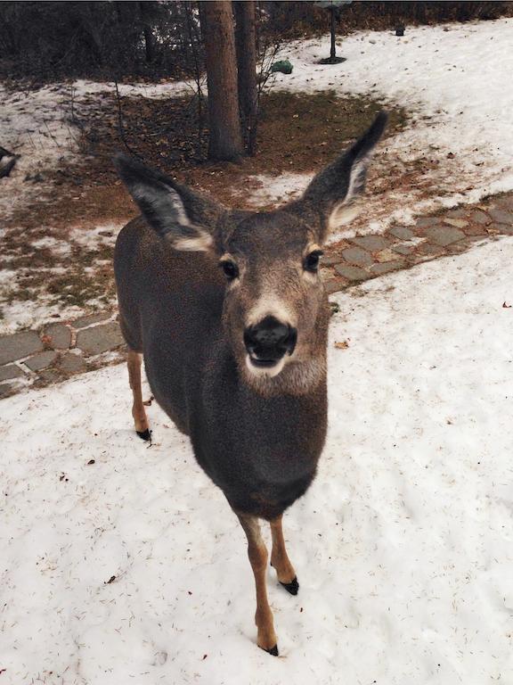 Redwood Meadows Bed And Breakfast Bragg Creek ภายนอก รูปภาพ